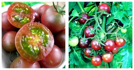 10 Bags (100 Seeds / Bag) of &#39;Purple Pearl&#39; Cherry Tomatoes Seeds - £21.22 GBP