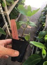 Chicago Hardy Fig Tree Live Plant Very Cold Hardy Self Fertile USA Seller - $71.92