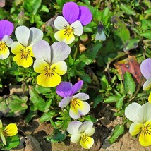 USA SELLER New 50 Light Johnny Jump Up Viola Tricolor Violet Flower Seeds - £11.14 GBP