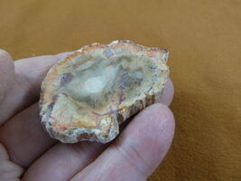 R805-26) genuine fossil Petrified Wood slice specimen Madagascar organic... - $15.99
