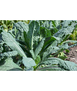 500 Lacinato Kale Seeds Dinosaur Kale Fresh Garden - €11,25 EUR