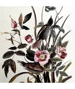 Seaside Sparrow 1950 Lithograph Art Print Audubon Bird First Edition DWU14F - $29.99