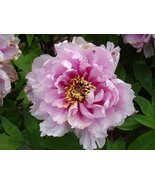 “ 10 Pcs Chinese Peony Tree Seeds - 3 Types of Types LIA “ - £10.89 GBP