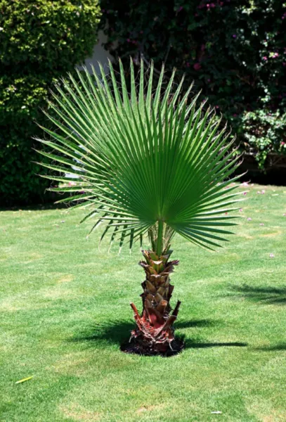 50+ California Fan Palm Tree Seeds (Washingtonia Filifera) Edible Fresh ... - $13.50