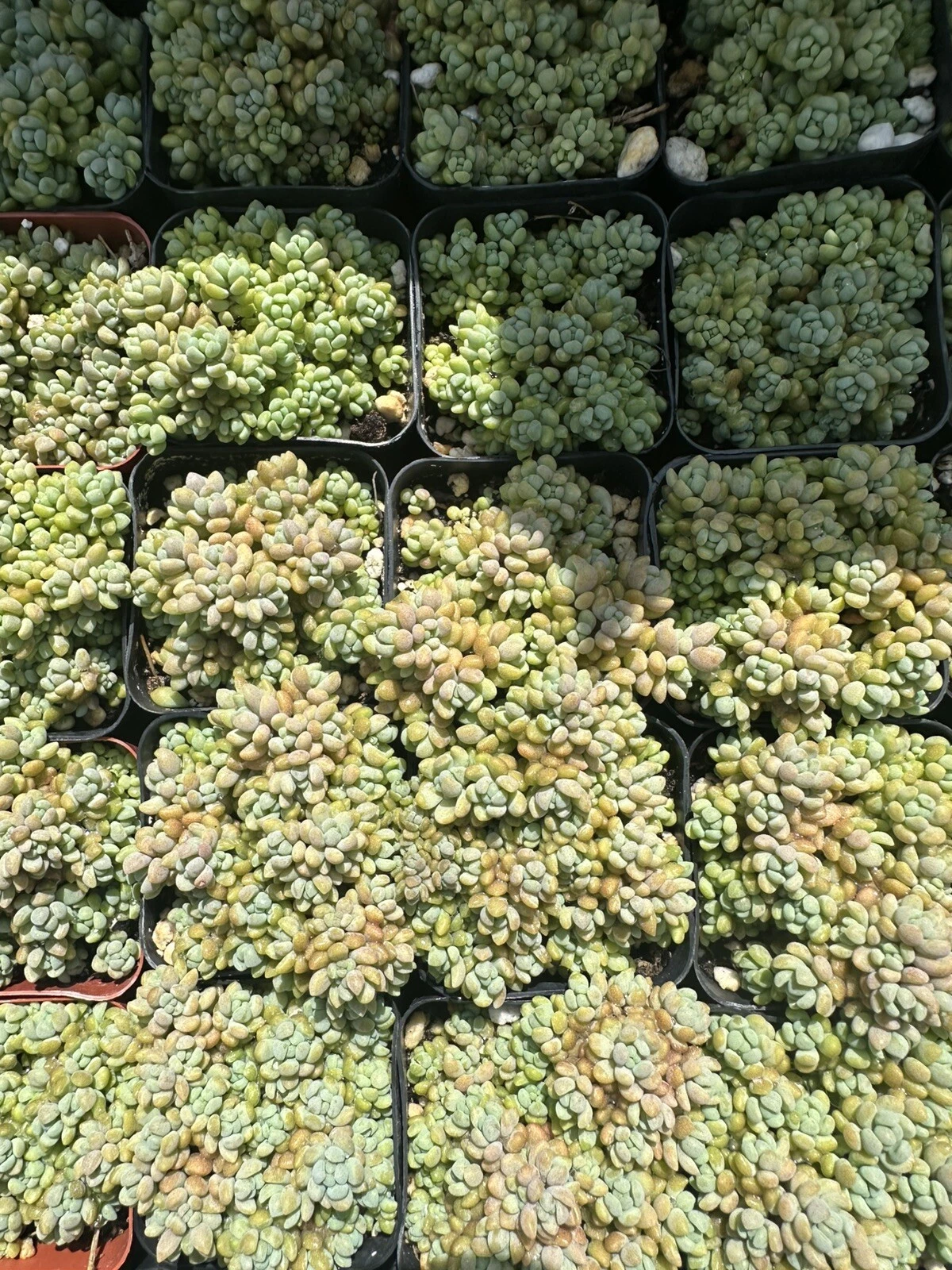 Sedum dasyphyllum &#39;Corsican Stonecrop&#39; Succulent Plant In 2 Pot - $23.35