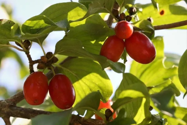 Fresh Cornelian Cherry (Cornus Mas) 15 Authentic Seeds Garden - £9.59 GBP