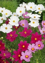 US Seller Cosmos Seeds - Dwarf Mixed, 100 Seeds, Heirloom, Open Pollinated - £7.29 GBP