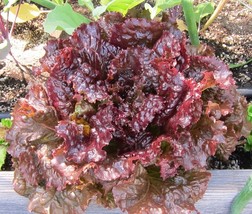 Ruby Leaf Lettuce Seeds, Deep Red, Summer Salad, NON-GMO, Free Shipping - £1.30 GBP+