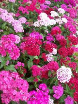 500 SWEET WILLIAM FLOWER SEEDS mixed colors REDS pink PURPLE white BIENNIAL - $4.98