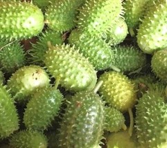 West Indian Gherkin Cucumber Seeds | Organic FRESH - £11.06 GBP