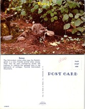 One(1) New York(NY) Central Adirondack Mountains Racoon Raccoon Vintage Postcard - £7.50 GBP