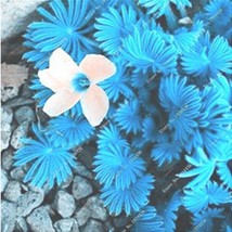 100 Seeds Acid Blue Oxalis Seeds Wood Sorrel Flowers Gardening - £9.88 GBP