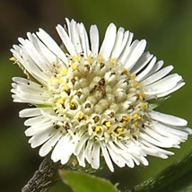 US Seller Eclipta Prostrata False Daisy Yerba De Tago Bhringraj 50 Seeds Fast Sh - £13.49 GBP