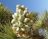 Joshua Tree Seeds (Yucca Brevifolia) 100 Authentic Seeds - £26.13 GBP