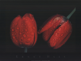 Ernst Haas Red Tulips, 1996 - £58.66 GBP