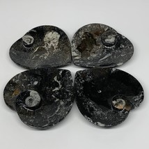 4Pcs, 4.8&quot;x4.7&quot; Small Heart Fossils Orthoceras Ammonite Bowls @Morocco, B8791 - £38.48 GBP