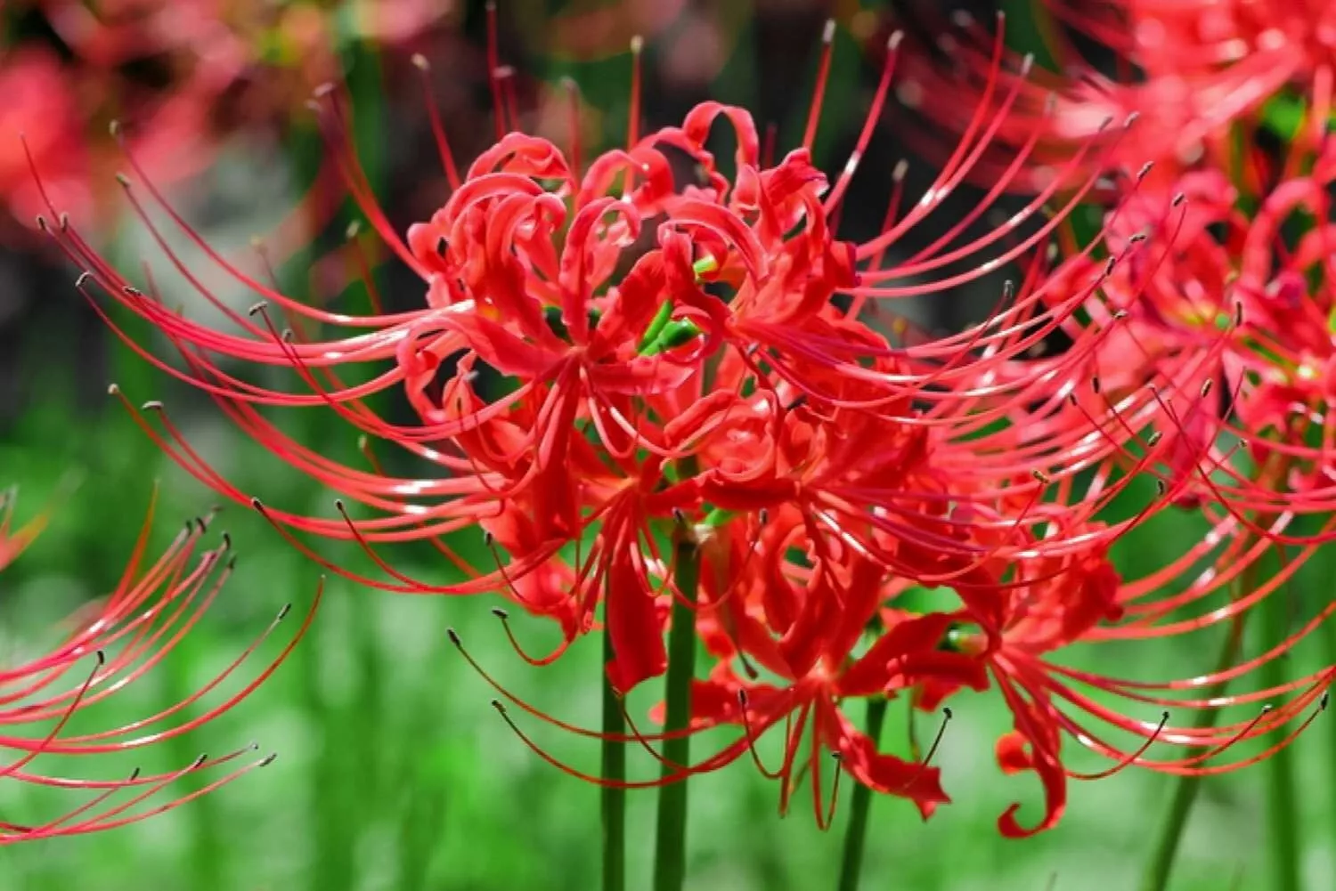 1 - RADIATA LYCORIS Red Spider Lily Live Flower Bulb - PERENNIAL HEIRLOOM - $21.45