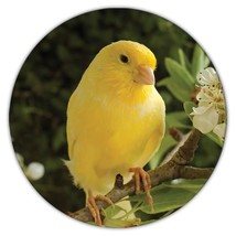 Canary : Gift Coaster Bird Animal Nature Watchers Ecology Exotic Yellow - £3.98 GBP