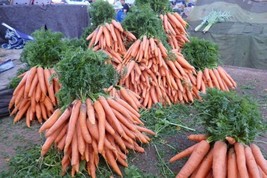 Guashi Store 1500 Seeds Tendersweet Carrot Deep Orange Red Daucus Carota Vegetab - £7.71 GBP