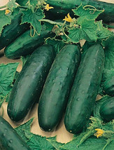 25 Marketmore 76 Cucumber Seeds Organic USA Seller - £3.63 GBP