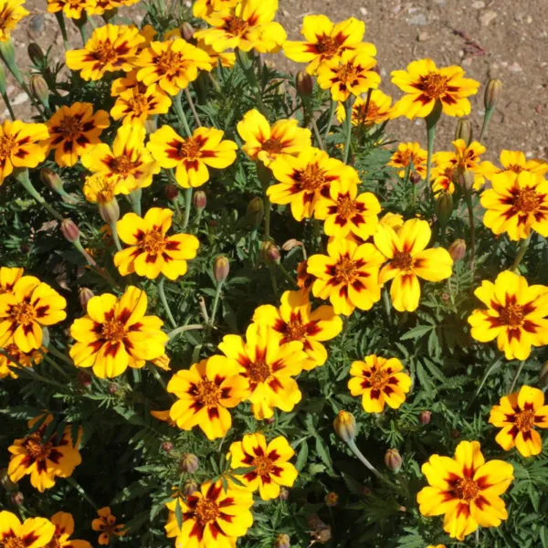 Fresh 300+ Marigold French Dwarf &quot;&quot;Dainty Marietta&quot;&quot; Seeds 16 Inches Non-Gmo - £5.39 GBP