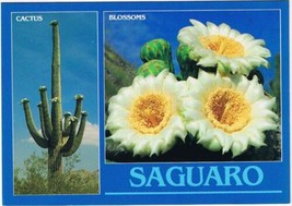 Arizona Postcard Saguaros Giant Cactus &amp; Blossoms  - $2.96
