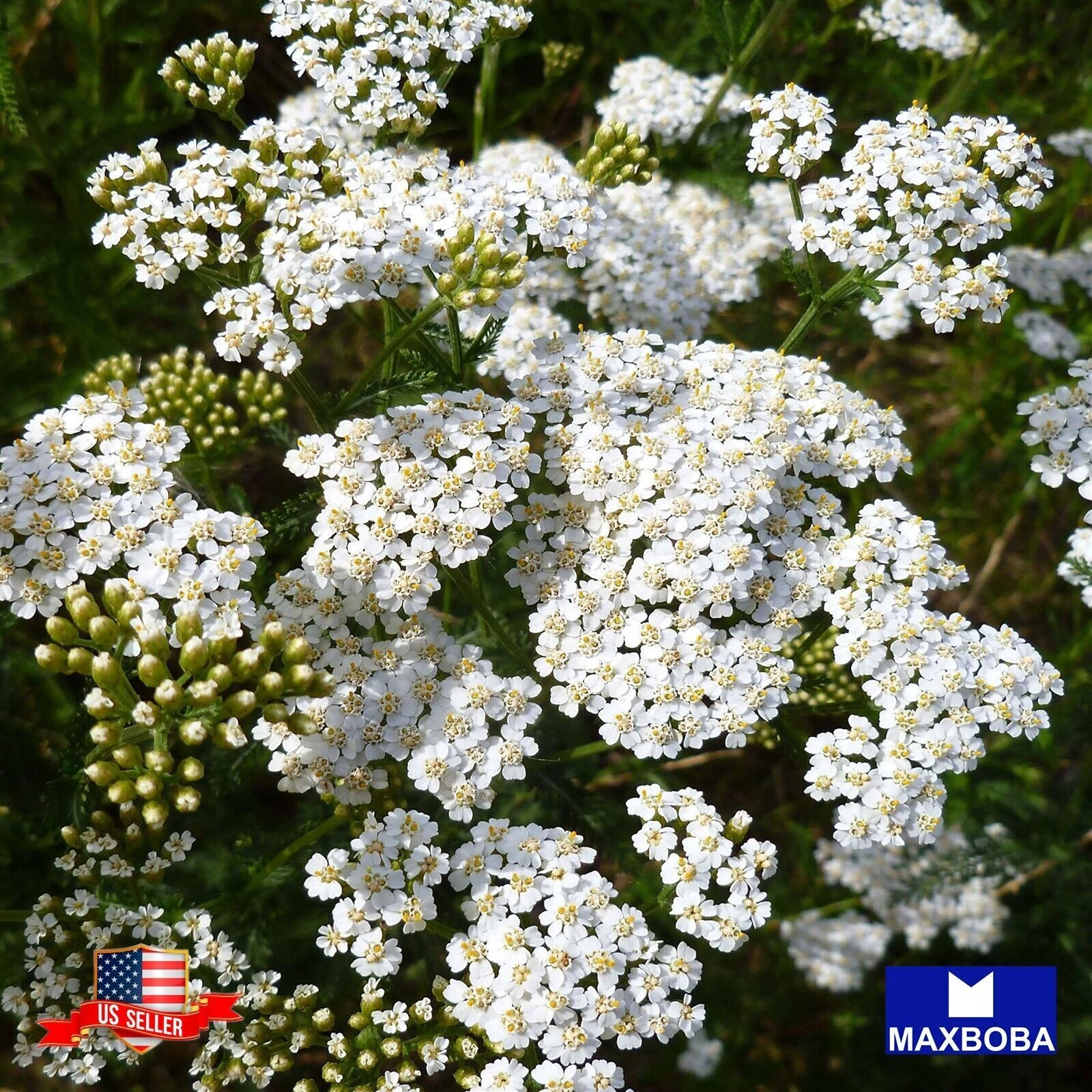 1000+ White Yarrow Achillea Herb Seeds Non-GMO  BTGO 75% OFF - $10.01