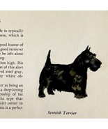 Scottish Terrier 1939 Scottie Dog Breed Art Ole Larsen Color Plate Print... - €25,68 EUR