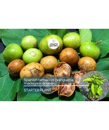 Spanish Tamarind (Vangueria madagascariensis) – Live Tropical Fruit Tree, 12”-24 - $105.00