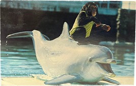 Chester the Chimp, Sea World, San Diego, California, vintage postcard - $11.99