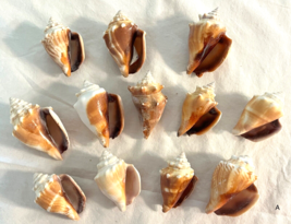 Lot 12 Fighting Conch Seashells Florida Nautical Seashells Beach Wedding... - £22.98 GBP