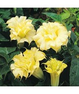 10 SEEDS ANGEL TRUMPET YELLOW QUICK PLANT HEIRLOOM SEEDS DELIGHT - $8.35