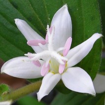 50 Tricyrtis Japanese Toad Lily Flower Seeds Deer Resistant Shade Plants Better  - £7.70 GBP