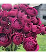 50 Purple Ranunculus Seeds – Double Bloom Buttercups Vibrant Spring Flowers - $7.26