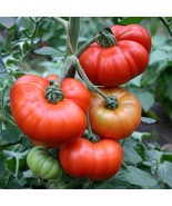 Marmande Tomato Seeds 50 Ct Vegetable Italian Fresh Garden - $4.58