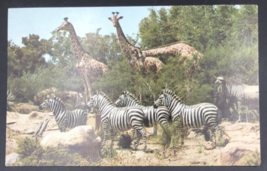 1960s Disneyland African Veldt Giraffe Zebra Postcard Anaheim CA - £6.00 GBP
