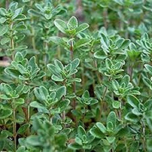 Common Thyme Organic Seed US Fast Shipping - $36.55 MXN