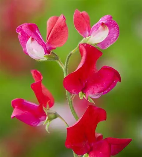 25 seeds high Germation King Edward Sweet Pea  Annual Bee Butterfly - $5.05