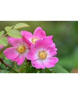 30 seeds, Wild Rose seeds - $5.00