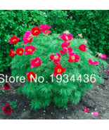Peony Double Flowering Fernleaf Peony Rubra Plena Plant For Flower Pot P... - $10.67