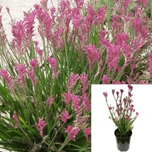 Anigozanthus Carnivale Purple 1Gallon Flav Kangaroo Pink Live Plant - £34.80 GBP