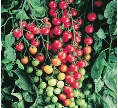 30+  Super Sweet  Hybrid Cherry Tomato Seeds, Organic N0N-GM0, 2023 Season - £2.67 GBP