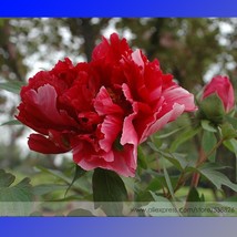 Dark Red Tree Peony Flower Fengzi Seeds Pack 5 Seeds Peony Plant #Nf744 Garden B - £9.05 GBP