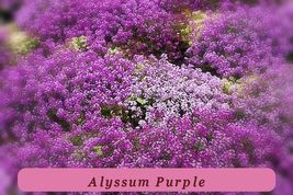 Organic Heirloom 675 Seeds Alyssum Royal Carpet Purple Annual Flower - $40.03 MXN