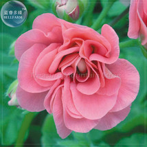 Bellfarm Sybil Pink Geranium Seeds - $12.37