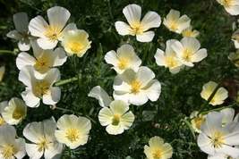White Linen California Poppy Seeds, Eschscholzia californica, 10-15 Inch... - $4.99+