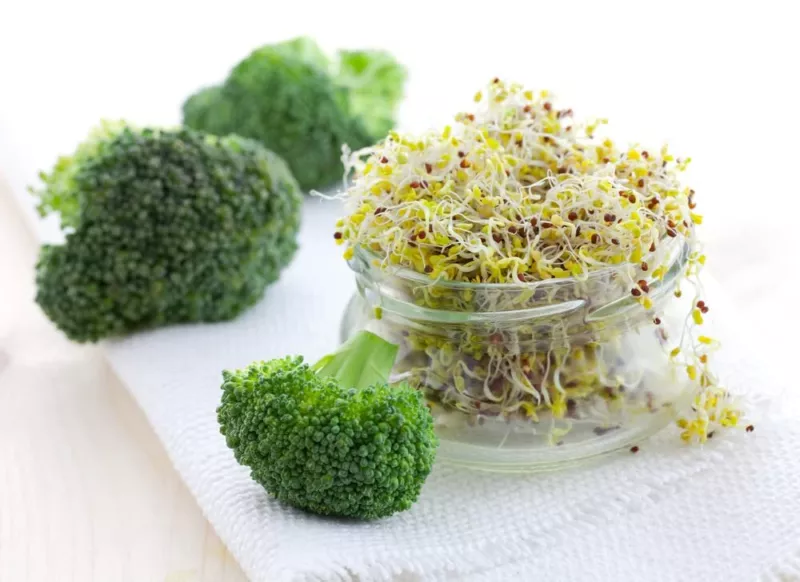 Broccoli Sprouts Seed (500 Seeds) Easy and Fast Growing - $13.13
