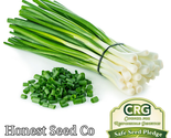 Evergreen White Bunching Onion Seeds Non-Gmo - $10.00
