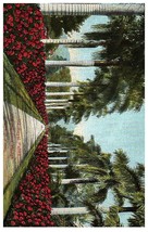 Hawaii HI Royal Palms &amp; Hibiscus Hedge Private Mailing Card Postcard - £11.64 GBP