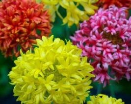 30 Indian Blanket Doubles Gaillardia Seed Mix Flower Perennial - £14.31 GBP